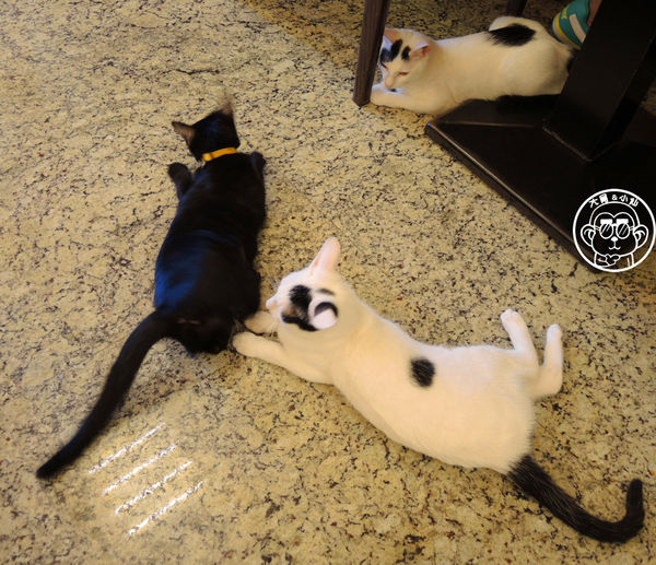 野喵中途咖啡:呷飽祙【新北三重・野喵中途咖啡】喵星人左擁右抱用餐 野喵中途咖啡:呷飽祙【新北三重・野喵中途咖啡】喵星人左擁右抱用餐