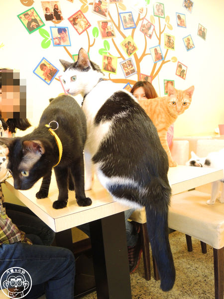 野喵中途咖啡:呷飽祙【新北三重・野喵中途咖啡】喵星人左擁右抱用餐 野喵中途咖啡:呷飽祙【新北三重・野喵中途咖啡】喵星人左擁右抱用餐