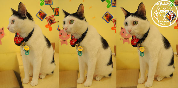 野喵中途咖啡:呷飽祙【新北三重・野喵中途咖啡】喵星人左擁右抱用餐 野喵中途咖啡:呷飽祙【新北三重・野喵中途咖啡】喵星人左擁右抱用餐