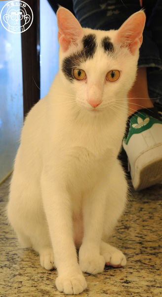 野喵中途咖啡:呷飽祙【新北三重・野喵中途咖啡】喵星人左擁右抱用餐 野喵中途咖啡:呷飽祙【新北三重・野喵中途咖啡】喵星人左擁右抱用餐