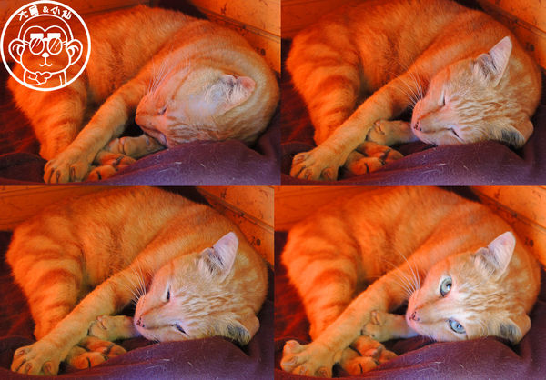 野喵中途咖啡:呷飽祙【新北三重・野喵中途咖啡】喵星人左擁右抱用餐 野喵中途咖啡:呷飽祙【新北三重・野喵中途咖啡】喵星人左擁右抱用餐