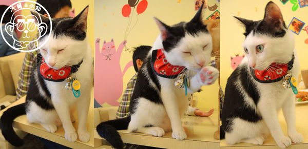 野喵中途咖啡:呷飽祙【新北三重・野喵中途咖啡】喵星人左擁右抱用餐 野喵中途咖啡:呷飽祙【新北三重・野喵中途咖啡】喵星人左擁右抱用餐