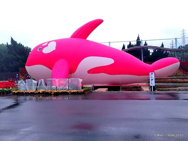 「安平虎鯨家族」(Killer Whale art exhibition) at 「台北自來水園區」(Taipei Water Park, Dec 19, 2020, SJKen