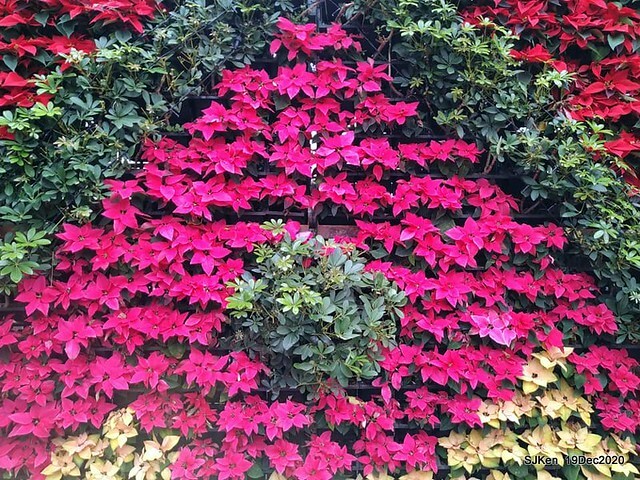 「安平虎鯨家族」(Killer Whale art exhibition) at 「台北自來水園區」(Taipei Water Park, Dec 19, 2020, SJKen