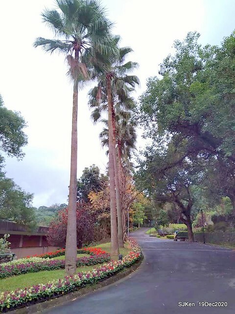 「安平虎鯨家族」(Killer Whale art exhibition) at 「台北自來水園區」(Taipei Water Park, Dec 19, 2020, SJKen