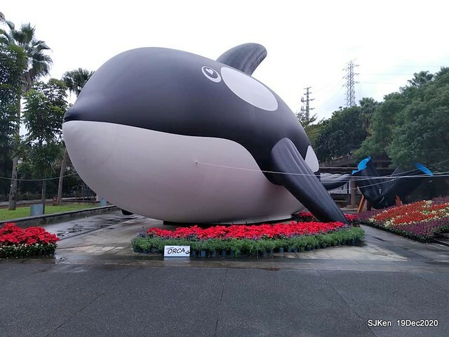 「安平虎鯨家族」(Killer Whale art exhibition) at 「台北自來水園區」(Taipei Water Park, Dec 19, 2020, SJKen