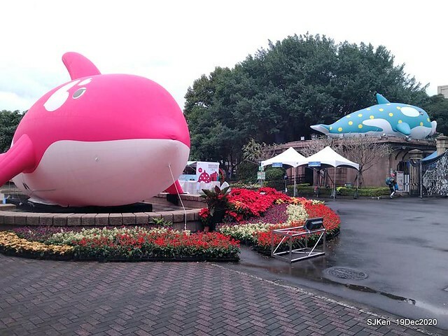 「安平虎鯨家族」(Killer Whale art exhibition) at 「台北自來水園區」(Taipei Water Park, Dec 19, 2020, SJKen
