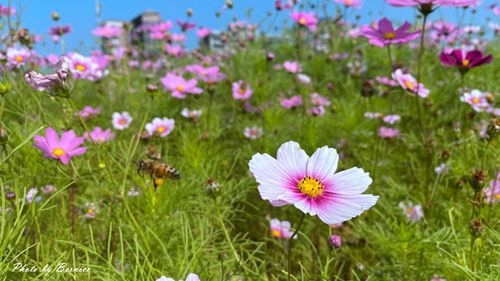 0126 2-美堤花海06.jpg