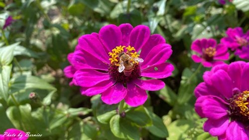 0126 2-美堤花海02.jpg