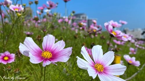 0126 2-美堤花海15.jpg