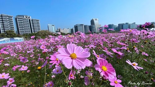 0126 2-美堤花海14.jpg