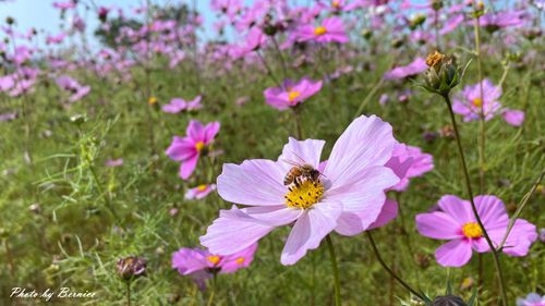 0126 2-美堤花海08.jpg