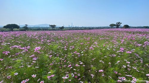 0126 2-美堤花海12.jpg