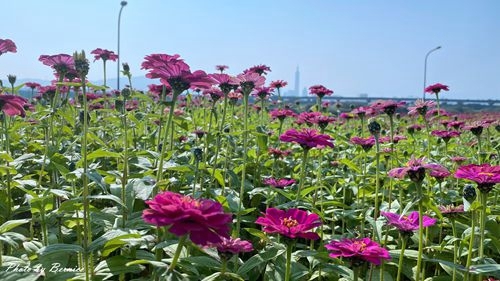 0126 2-美堤花海05.jpg