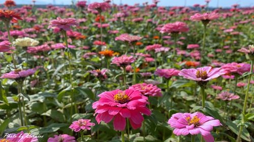 0126 2-美堤花海09.jpg