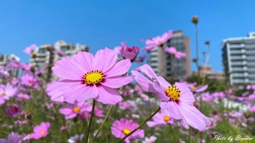 0126 2-美堤花海13.jpg