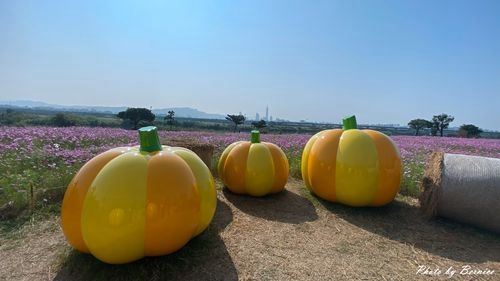 0126 2-美堤花海11.jpg