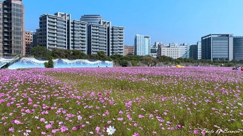 0126 2-美堤花海04.jpg