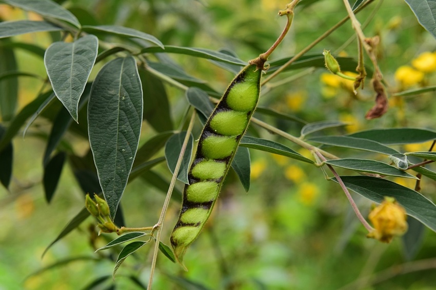 花蓮光復。馬太鞍濕地生態園區 馬太鞍欣綠農園，濕地導覽、傳統歌舞 編織體驗、阿美族巴拉告、特色風味餐、阿美族石頭火鍋