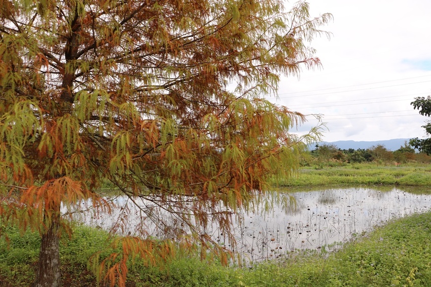 花蓮光復。馬太鞍濕地生態園區 馬太鞍欣綠農園，濕地導覽、傳統歌舞 編織體驗、阿美族巴拉告、特色風味餐、阿美族石頭火鍋