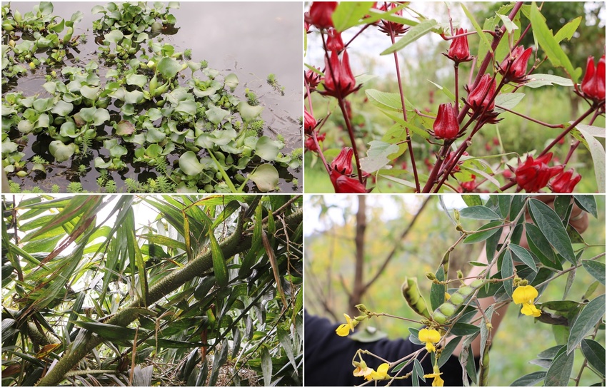 花蓮光復。馬太鞍濕地生態園區 馬太鞍欣綠農園，濕地導覽、傳統歌舞 編織體驗、阿美族巴拉告、特色風味餐、阿美族石頭火鍋