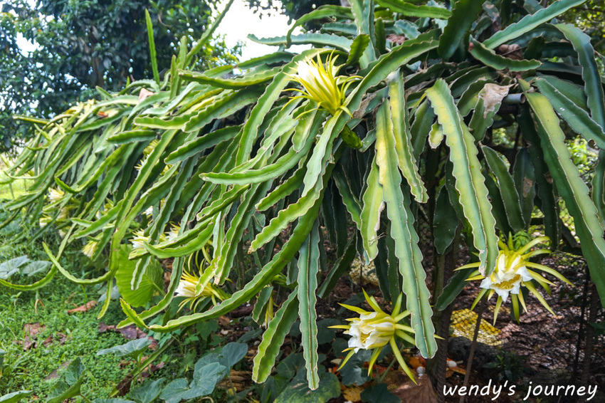 花蓮瑞穗｜充滿人情味的「歸園田居」民宿，體驗清幽的田園生活