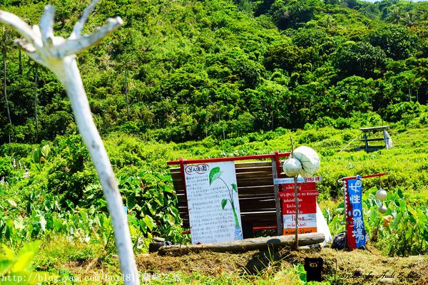 【跳島。蘭嶼】蘭嶼芋人。芋森林體驗公園