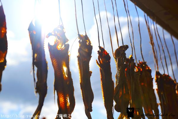 【跳島。蘭嶼】曬飛魚。當飛魚乾遇到拼板舟