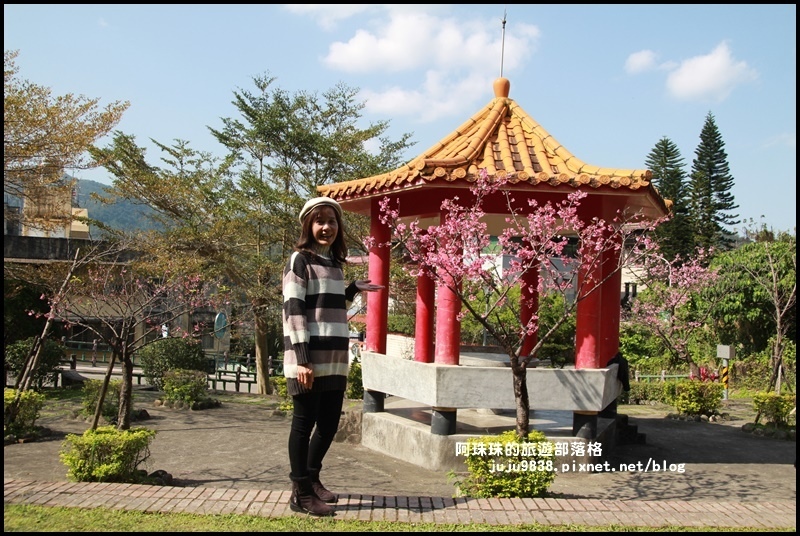 新店櫻花街5.JPG
