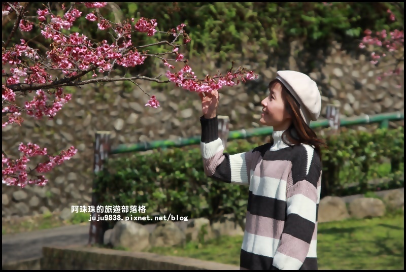 新店櫻花街10.JPG
