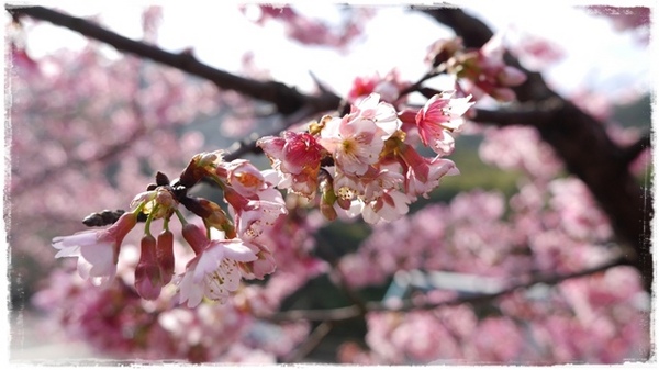 花園新城：【新北◍•ᴗ•◍新店】捷運新店站✯賞櫻景點・花園新城賞櫻｜猶如踏入靜岡熱海，寒櫻滿滿的賞櫻聖地