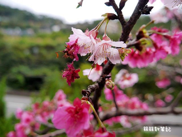 花園新城櫻花