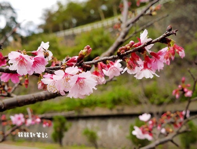 花園新城櫻花