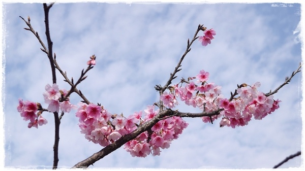 花園新城：【新北◍•ᴗ•◍新店】捷運新店站✯賞櫻景點・花園新城賞櫻｜猶如踏入靜岡熱海，寒櫻滿滿的賞櫻聖地