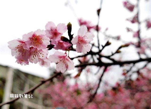 花園新城櫻花