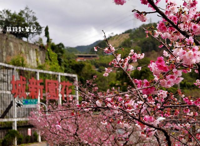 花園新城櫻花