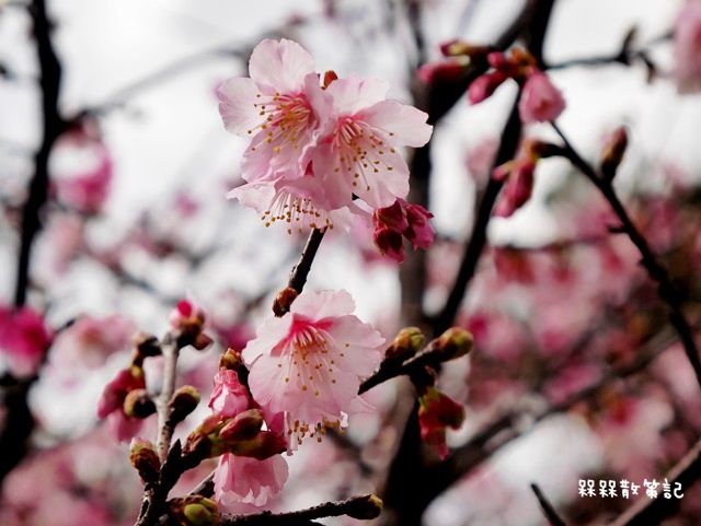 花園新城櫻花
