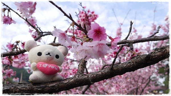 花園新城：【新北◍•ᴗ•◍新店】捷運新店站✯賞櫻景點・花園新城賞櫻｜猶如踏入靜岡熱海，寒櫻滿滿的賞櫻聖地