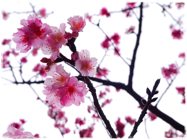 新店花園新城賞櫻