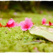 新店櫻花公園屈尺公園寒櫻花況