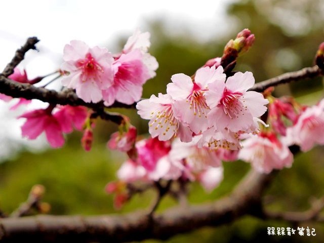 花園新城櫻花