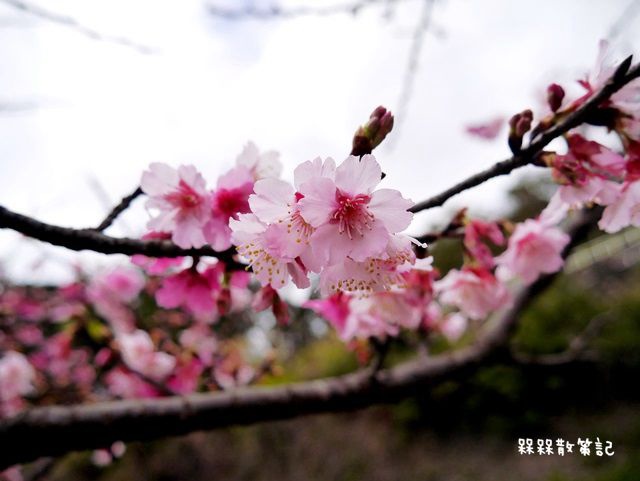 花園新城櫻花