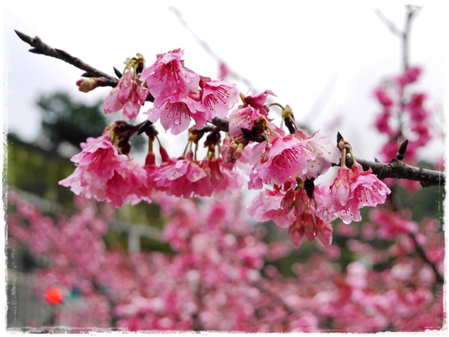 新店花園新城賞櫻
