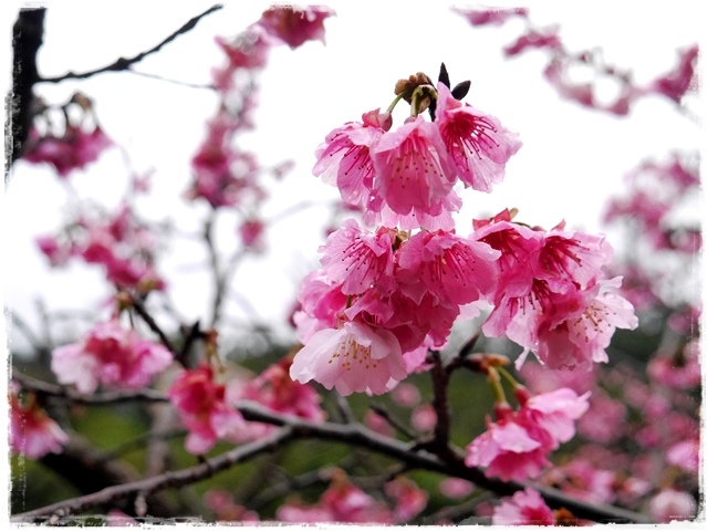 新店花園新城賞櫻