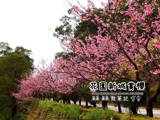 新店花園新城賞櫻