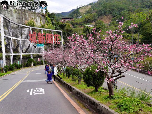 花園新城櫻花