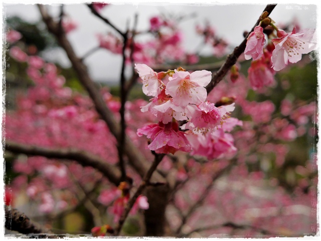 新店花園新城賞櫻