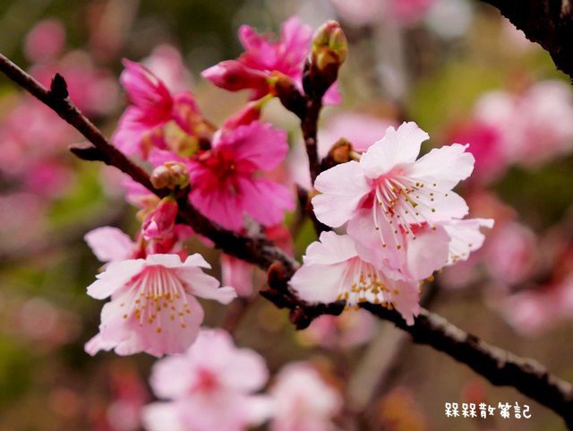 花園新城櫻花