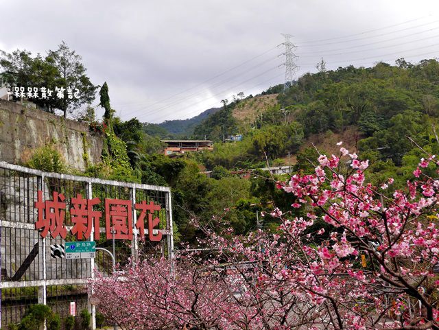 花園新城櫻花