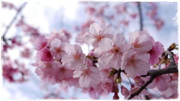 花園新城：【新北◍•ᴗ•◍新店】捷運新店站✯賞櫻景點・花園新城賞櫻｜猶如踏入靜岡熱海，寒櫻滿滿的賞櫻聖地